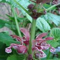 Lamium orvala fleur